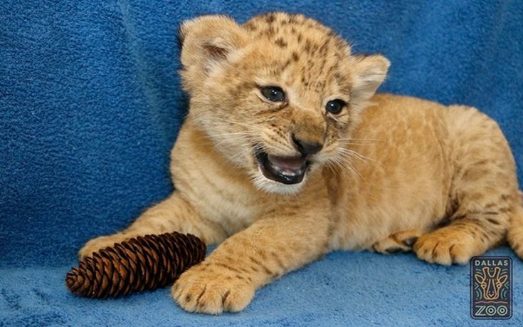 Πρώτη δημόσια εμφάνιση για νεογέννητο λιονταράκι
