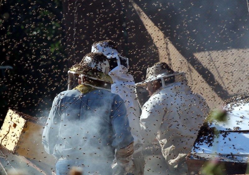 Γέμισε μέλισσες η επαρχιακή οδός Ναυπλίου-Μυκηνών