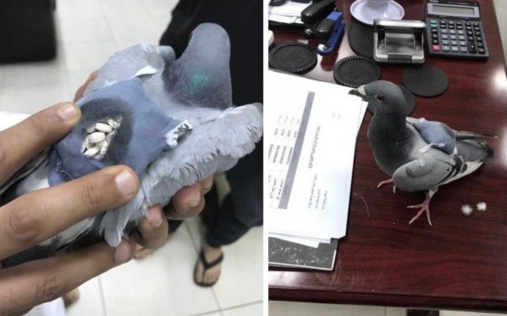 Μετέφεραν χάπια από το Ιράκ στο Κουβέιτ με ταχυδρομικό περιστέρι