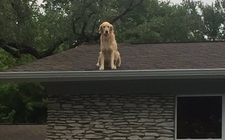Ο σκύλος που σκαρφαλώνει στη στέγη και η πινακίδα που έβαλαν οι ιδιοκτήτες του