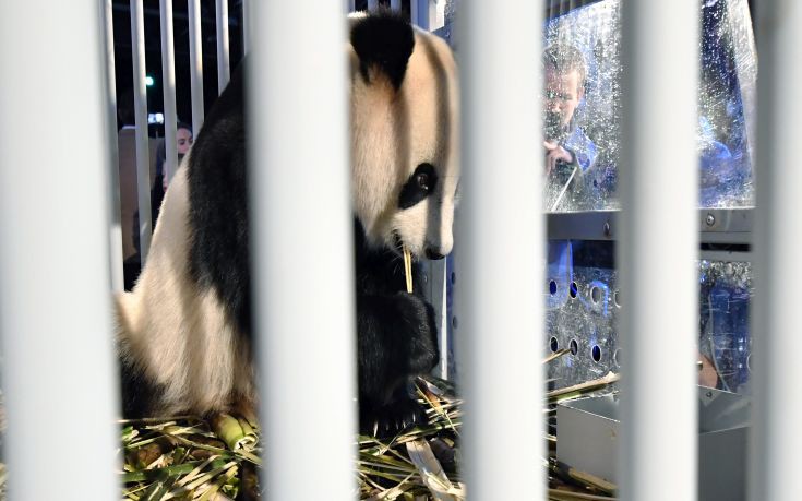 Δυο γιγάντια πάντα έγιναν μεγάλες… φίρμες σε ζωολογικό κήπο στην Ολλανδία