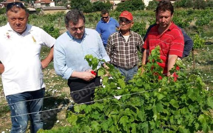 Απαραίτητη η αναμπέλωση στην Ηλεία για τη σταφίδα