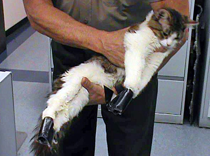 Οι ΗΠΑ βγάζουν στη δημοσιότητα τα μητρώα όσων έχουν καταδικαστεί για κακοποίηση ζώων