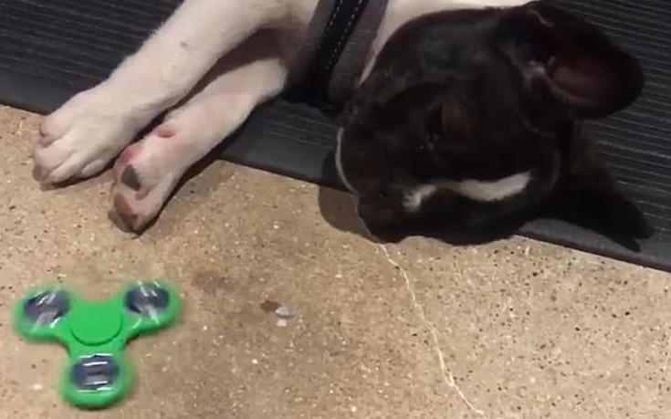 Σκύλος παίζει με fidget spinner