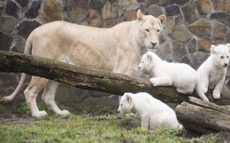 Πέντε λευκά λιοντάρια γεννήθηκαν σε ζωολογικό κήπο της Τσεχίας