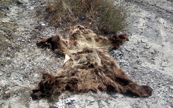 Κατεργασμένο δέρμα αρκούδας βρήκε ο Αρκτούρος