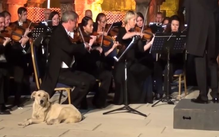 Ο μουσικόφιλος&#8230; αδέσποτος σκύλος που έγινε viral