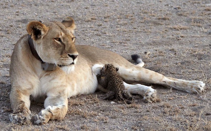 Μία λέαινα στοργική μητέρα σε μία μικρή λεοπάρδαλη