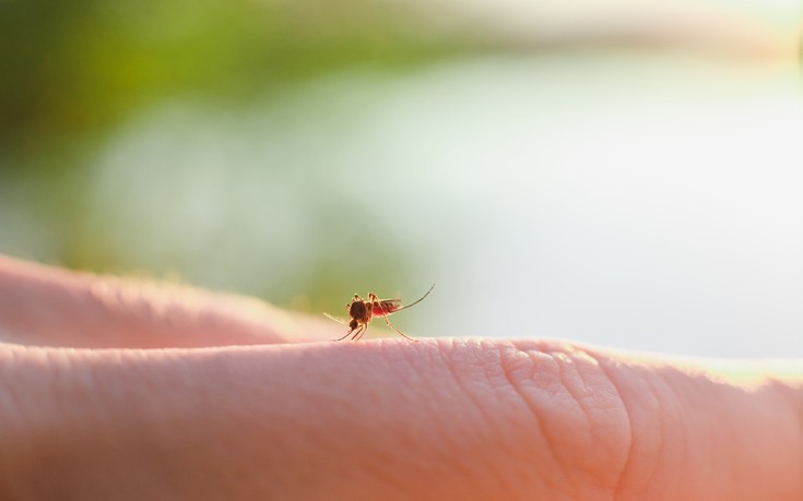 Πέντε φυσικοί τρόποι να κρατήσετε τα κουνούπια μακριά