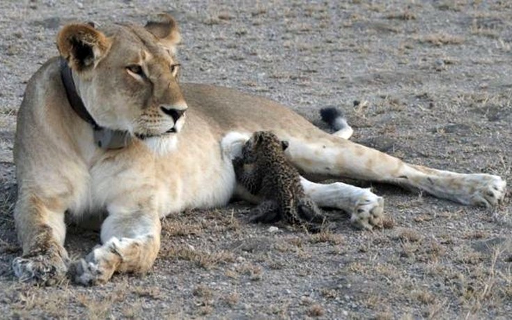 Μοναδικό φαινόμενο στην Τανζανία, λέαινα υιοθέτησε και θηλάζει μικρή λεοπάρδαλη