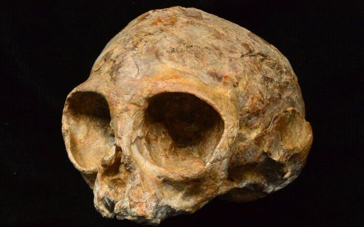 Βρέθηκε στην Αφρική κρανίο που ανήκε σε κοινό πρόγονο πιθήκων και ανθρώπων