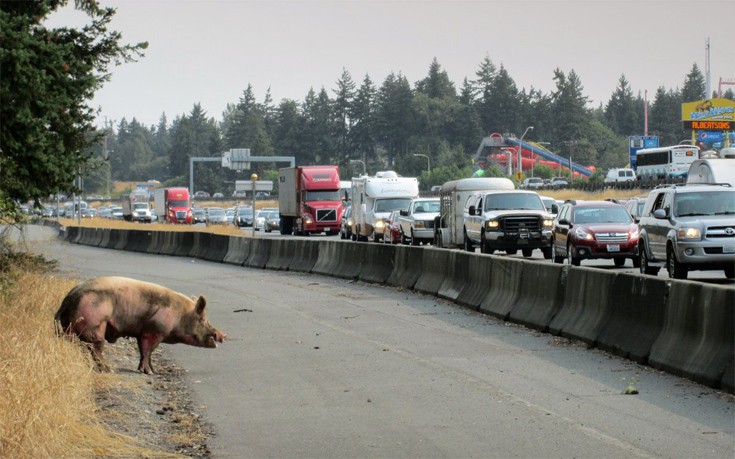 Τι απέγινε το γενναίο γουρούνι που δραπέτευσε και προσπάθησε να περάσει έναν αυτοκινητόδρομο
