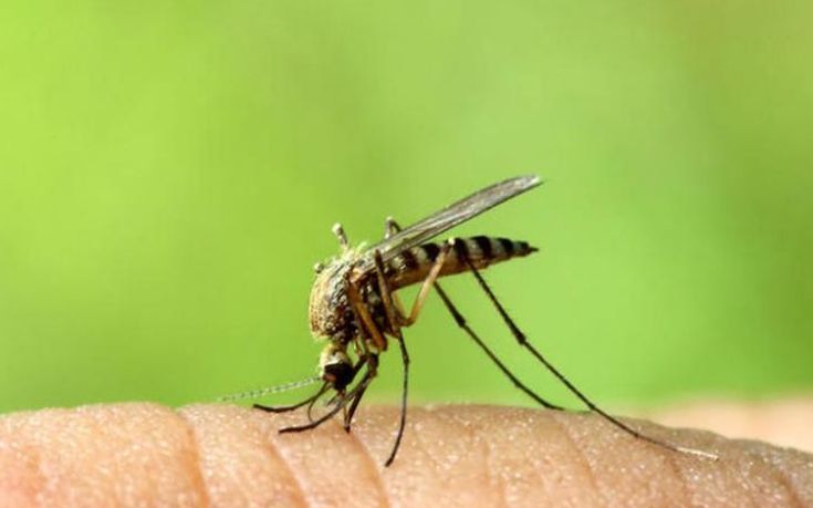 Τρόποι για ν&#8217; απαλλαγείτε από τη φαγούρα του τσιμπήματος των κουνουπιών