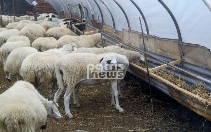Σε απόγνωση οι κτηνοτρόφοι της Ήλιδας μετά τις πυρκαγιές