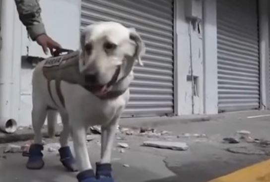 Φρίντα, ο σκύλος που έχει σώσει 52 ζωές στο Μεξικό