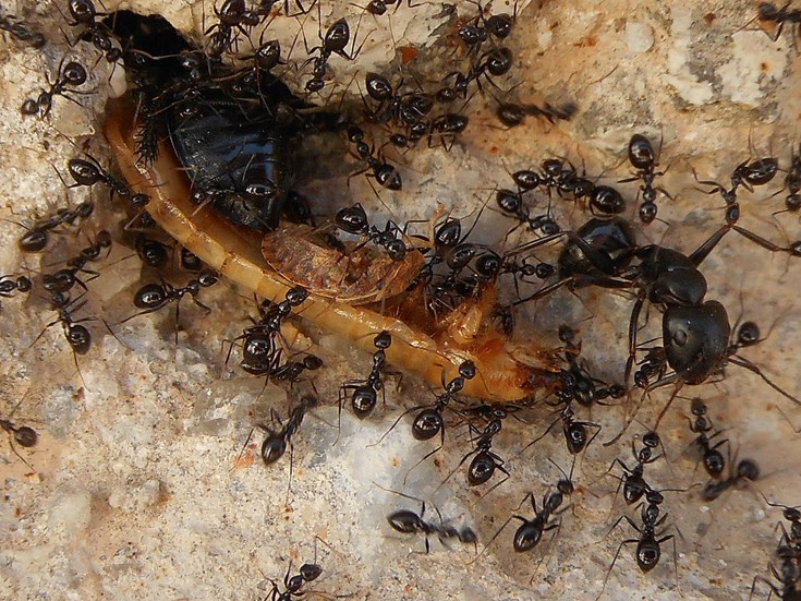 μυρμήγκια Μυρμήγκι 