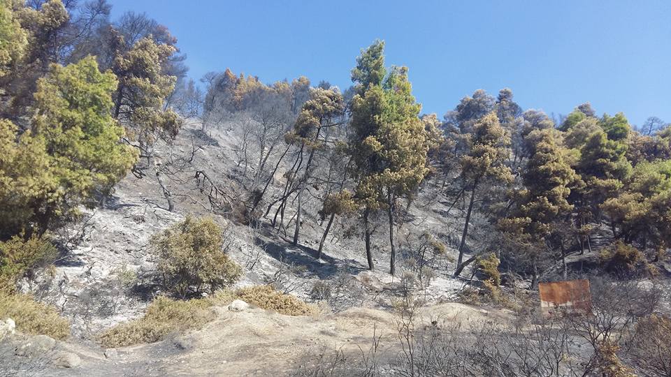 Εικόνες από την επόμενη μέρα της πυρκαγιάς στην Κασσάνδρα