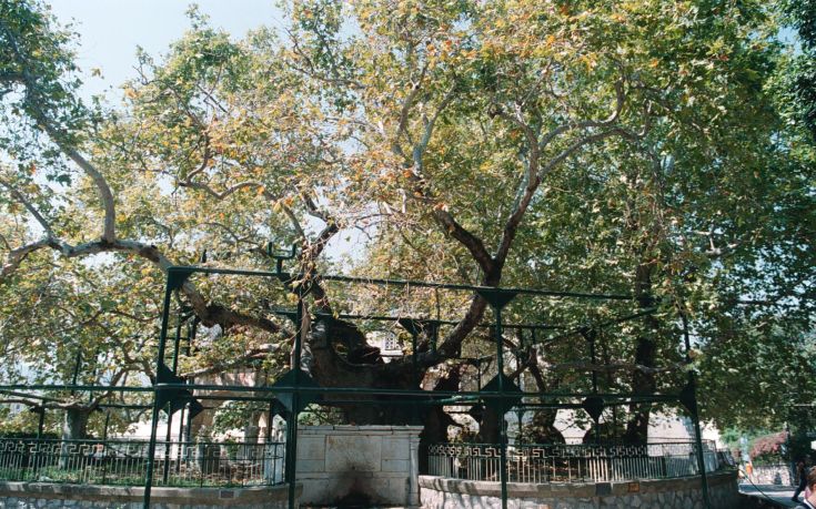 Διατηρητέα μνημεία θα ανακηρυχθούν πλατάνια ηλικίας 828 ετών στη Θεσσαλονίκη