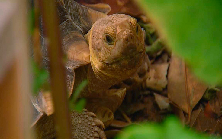 Η αρσενική χελώνα που ταξίδεψε… 10 χιλιόμετρα για τα μάτια του θηλυκού