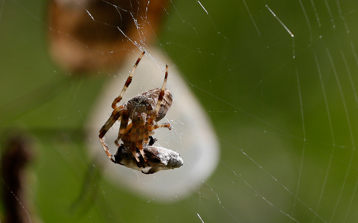 Κάπου 150 εκατομμύρια αράχνες αναμένεται να κατακλύσουν τα σπίτια της Βρετανίας