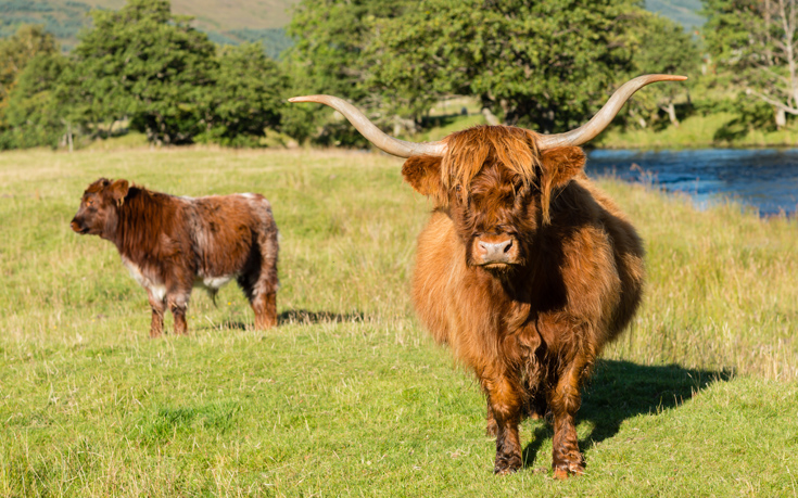 ΠΕΡΘΣΑΙΡ ΣΚΩΤΙΑ PERTHSHIRE