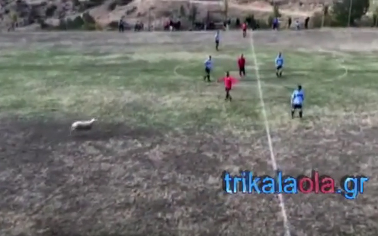 Πρόβατο διέκοψε ποδοσφαιρικό αγώνα στα Τρίκαλα