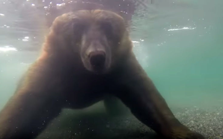 Πώς ψαρεύει μια αρκούδα το θήραμά της καρέ-καρέ