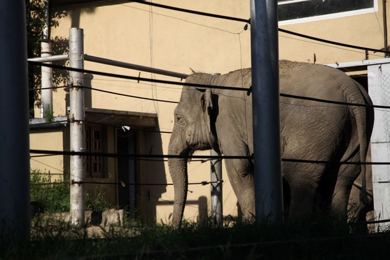 O Τραμπ ανέστειλε την εισαγωγή «τροπαίων» ελεφάντων που θηρεύονται στην Αφρική