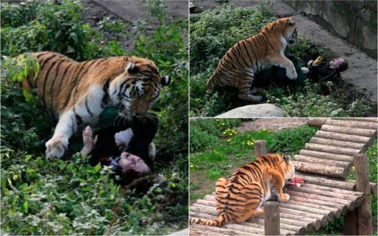 Τίγρης παραλίγο να κατασπαράξει γυναίκα σε ζωολογικό κήπο
