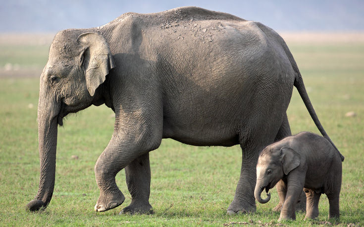 Ερευνητές ζητούν… άδεια εγκυμοσύνης για τις ελεφαντίνες