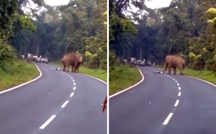 Πήγε να βγάλει selfie με ελέφαντα και το άγριο ζώο τον ποδοπάτησε