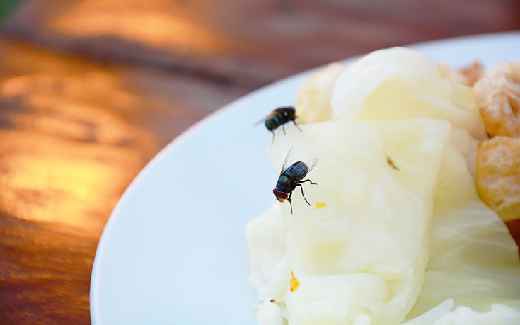 Οι μύγες αφήνουν όπου ακουμπούν εκατοντάδες μικρόβια