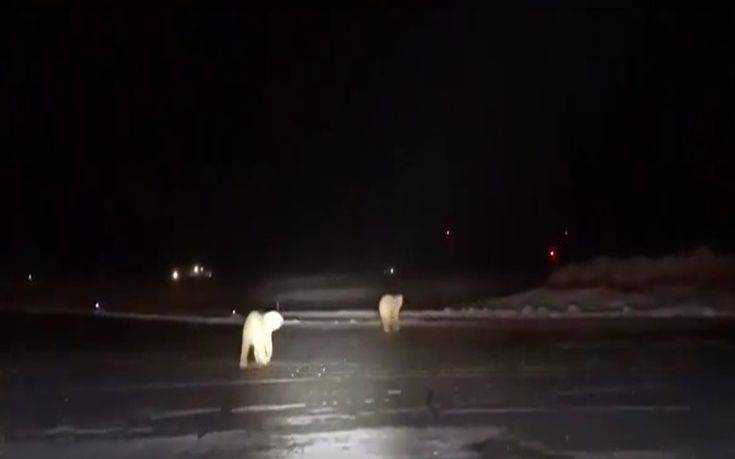Πολικές αρκούδες κόβουν βόλτες σε αεροδρόμιο