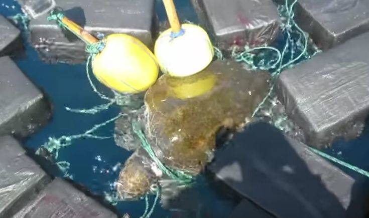 Η ακτοφυλακή εκτός από τα δεκάδες πακέτα κοκαΐνης συνέλεξε και… μια θαλάσσια χελώνα