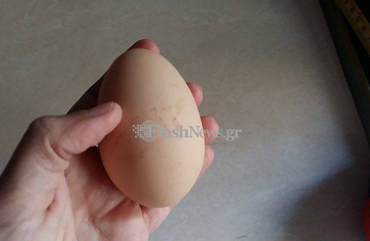Τρίκροκο αβγό &#8211; γίγαντα βρήκε στο κοτέτσι του Χανιώτης