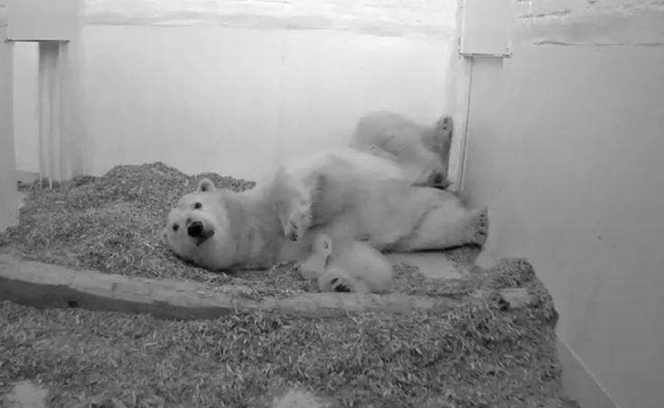 Πολικό αρκουδάκι πέθανε στο Βερολίνο 26 ημέρες μετά τη γέννησή του