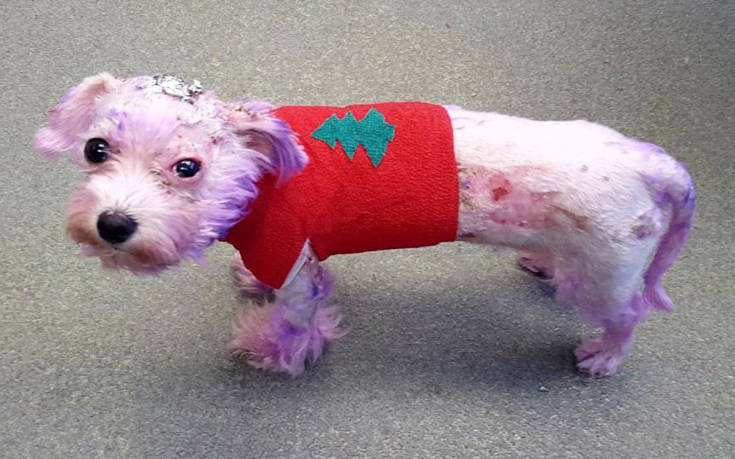 Έβαψε τη σκυλίτσα του… μοβ και λίγο έλειψε να πεθάνει
