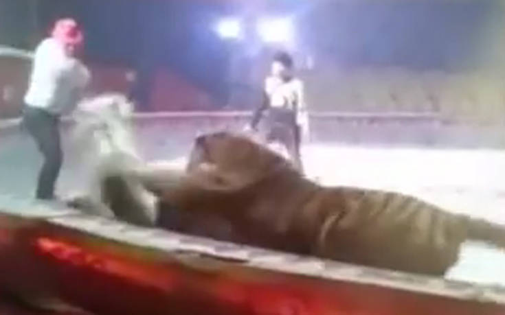 Λιοντάρι και τίγρης επιτέθηκαν σε άλογο σε τσίρκο στην Κίνα