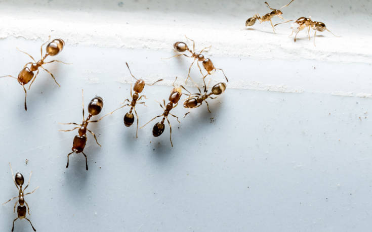 Το κόλπο μιας γυναίκας για τα μυρμήγκια που λάτρεψε το Twitter