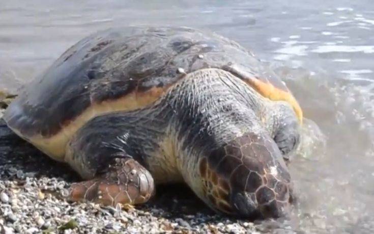 Νεκρή χελώνα καρέτα-καρέτα σε παραλία της Νέας Κίου