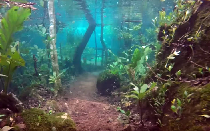 Το εντυπωσιακό τροπικό δάσος κάτω από το νερό