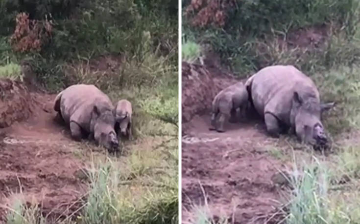 Μωρό ρινόκερος προσπαθεί να θηλάσει από τη νεκρή μητέρα του