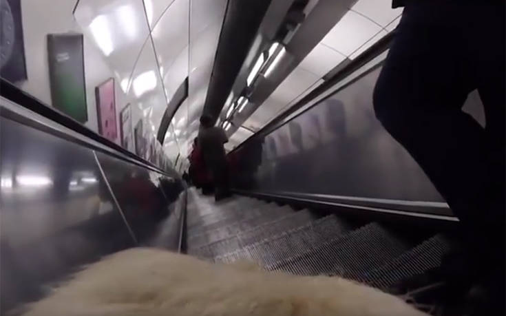 Ζήτησε από τυφλό να μετακινήσει τον σκύλο του για να κατέβει γρηγορότερα τις σκάλες