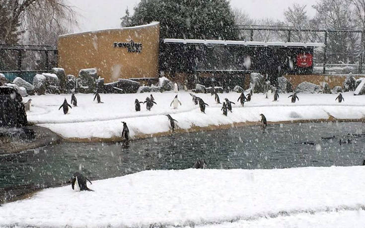 Ο ζωολογικός κήπος έκλεισε λόγω χιονιού και κάποιοι το διασκεδάζουν