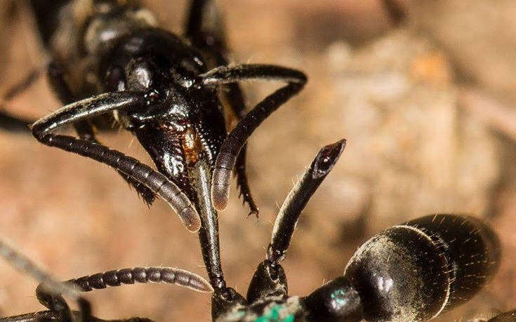 Τα μυρμήγκια περιποιούνται τους τραυματίες τους