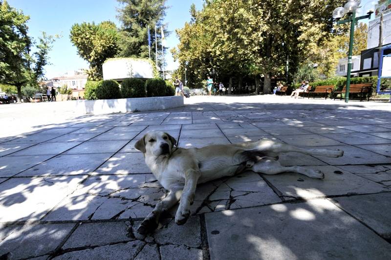 Σκότωσαν αδέσποτο σκύλο με φόλα στη Λαμία