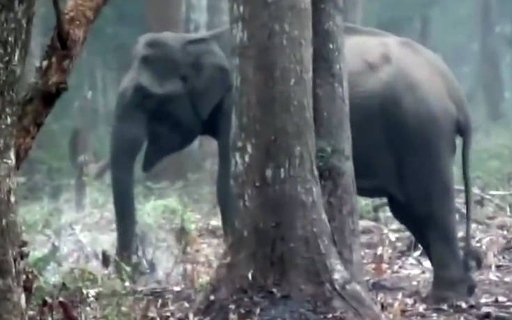 O… θεριακλής ελέφαντας που καπνίζει στο δάσος πονοκεφαλιάζει τους επιστήμονες