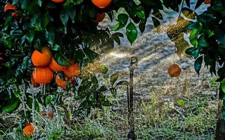 Deutsche Welle: Τα πορτοκάλια της μαφίας