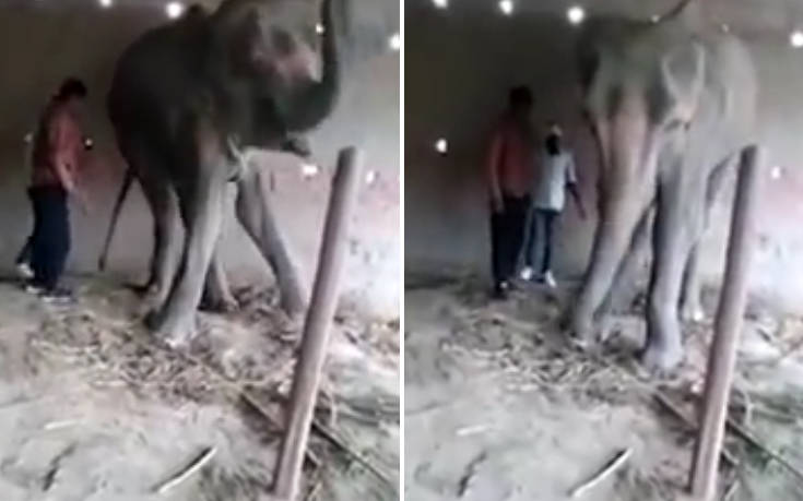 Οι τελευταίες βασανιστικές ώρες ενός ελέφαντα σε αιχμαλωσία