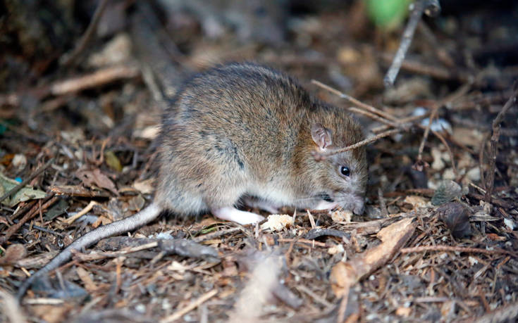 Πρωτοφανές επίτευγμα: Επιστήμονες μεγάλωσαν έμβρυα ποντικών μέσα σε τεχνητή μήτρα